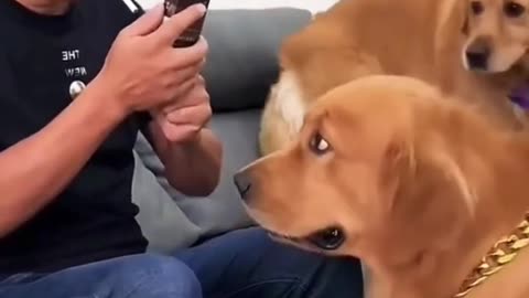 Smart dog save owners life