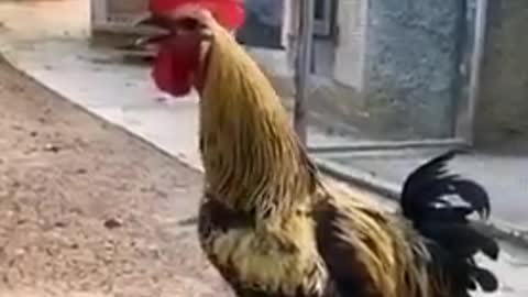 Long-winded rooster