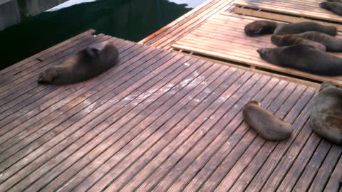 SEALS!!!! Everywhere! MUST SEE, CAPE TOWN, SOUTH AFRICA