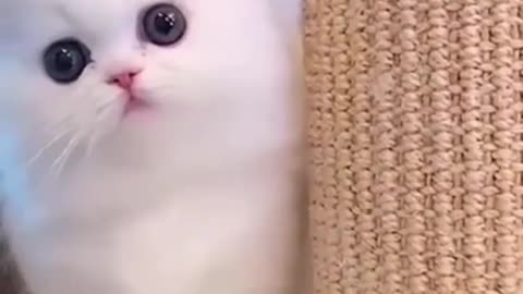 Cat 🐱🐱🐱