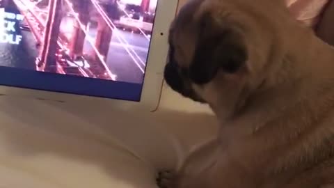 Pup enjoys netflix binge