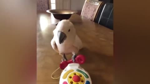 Bird shows how to answer telemarketing