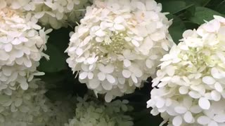 Limelight Hydrangea is spectacular in my landscape