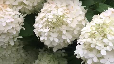 Limelight Hydrangea is spectacular in my landscape