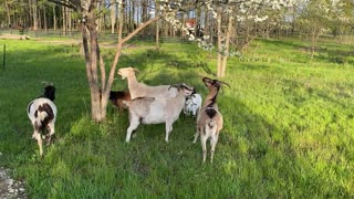 Goats Eating Crab Apple Flowers 05.2020