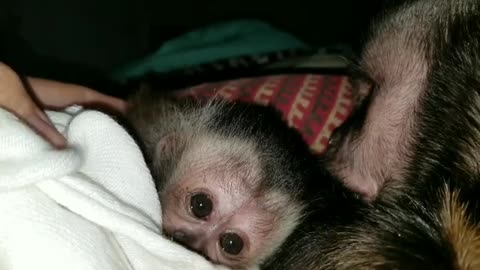 Capuchin monkey grooming and holding hands with baby