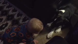 Baby notices family dog, gets super excited