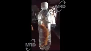 Giant centipede in the bottle - Giant Centipede swimming in a bottle