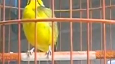 Mozambican Bird Sounds Won't Be Silent (yellow fronted) canary Serinus mozambicus