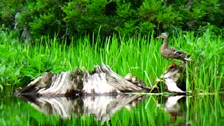 Mallard Duck