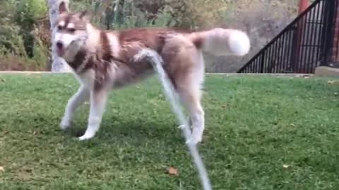 Large brown siberian husky dog plays in the water sprinklers