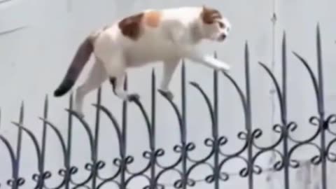 Funny kunfu Cats video 😂😂 MUST WATCH