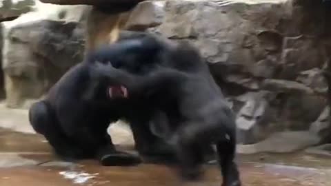 Funny monkey