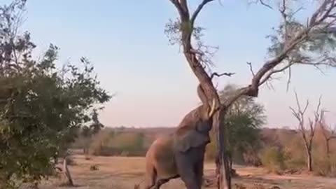 The Power Of Elephant #elephant #safari