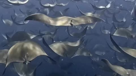 Group of sting ray