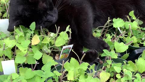 Black Cat Caught Basking In The Greenhouse Catnip
