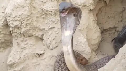 A Cobra Attack has no Effect on a Mongoose