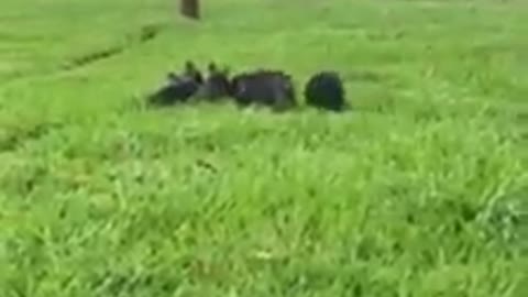 Funny Dogs-Black Rabbit Grazing Herds