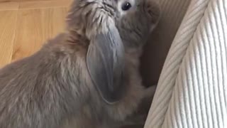 Grey bunning digging on pillow rapidly