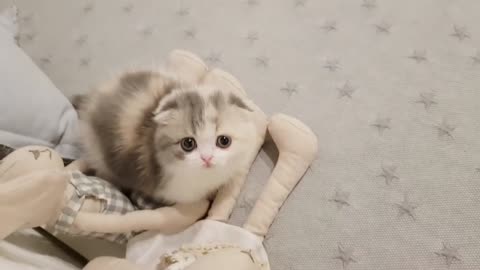Cute kitten videos short leg cat #Short