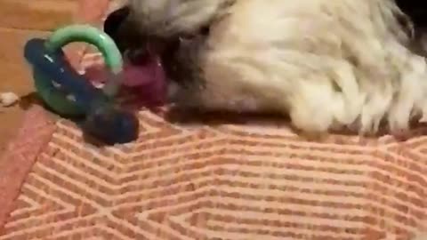 Black dog lays on red carpet and sucks on pacifier