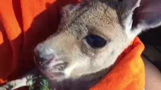 Milly the Kangaroo Has a Snack