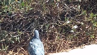 A freshly cleaned pigeon