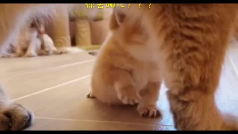 A cat that has just learned to walk