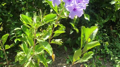 Hibicus flower plant by the roadside