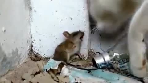 Cat and mouse quarrel. Very funny