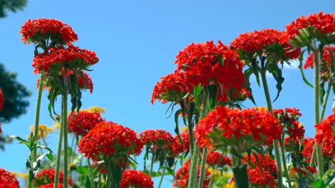 Red flowers bloom