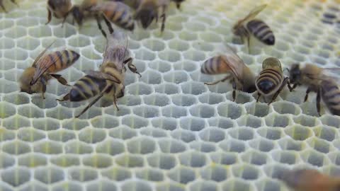 Yellowjackets robbing the bees.