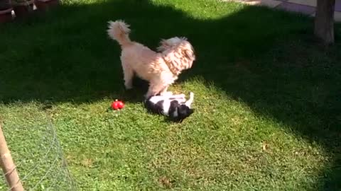 Cat anddog playing