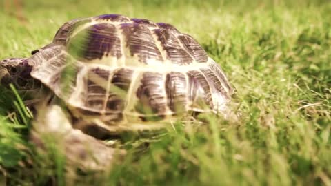 Turtle crawling in green grass