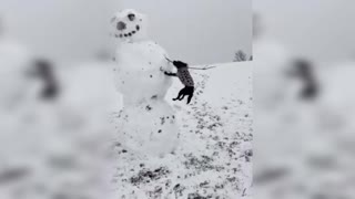 Tiny dog dangles three feet in the air as she bites snowman's arm