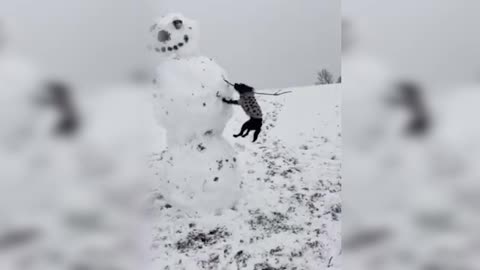 Tiny Dog Dangles Three Feet In The Air As She Bites Snowman's Arm