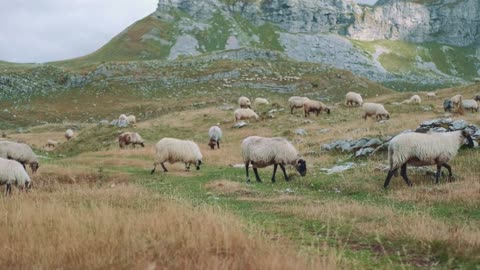 White sheep with black heads and legs grazing in the steppe