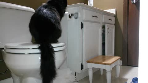 This Is Why You Should Keep The Cat Out Of The Bathroom
