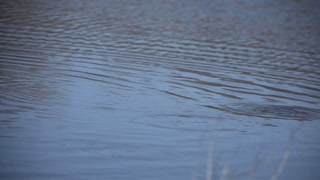 Catfish Feeding