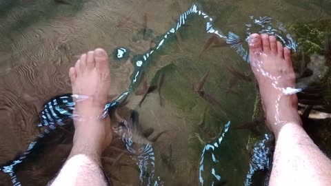 fish foot massage