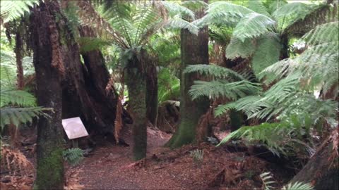 Weldborough Pass Rainforest Walk (Tasmania, Australia) Video