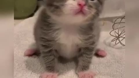 Funny Cats , cute cats, Cute and Baby Cats Videos Compilation