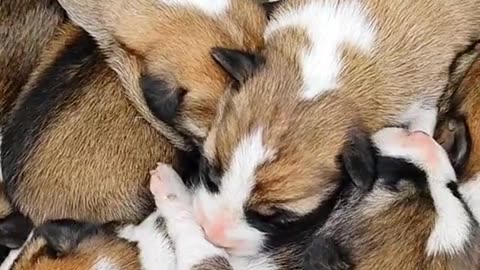 Cute newborn puppies. Puppy love