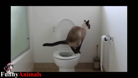 Cats using toilet compilation