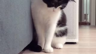 Kitten playing a cute, customised toy