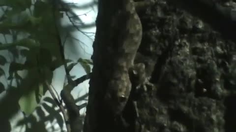 Gecko stands on tree trunk at night [Nature & Animals]