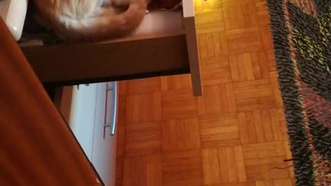 Small cat laying down on drawer