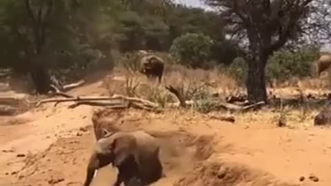 An elephant is smarter than his mother