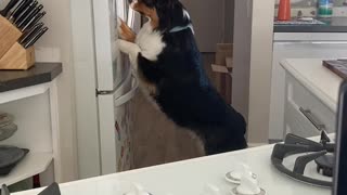 Clever Australian Shepherd Gets Ice from the Fridge