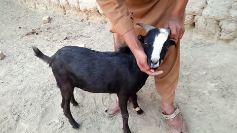 Goat and boys meeting first treatment time village in part 2